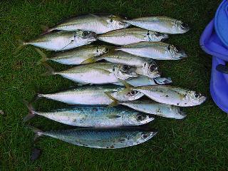 釣果