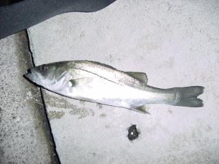 ZCS