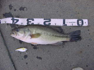 bass