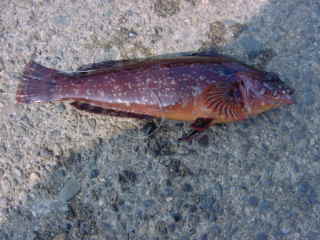 NW
