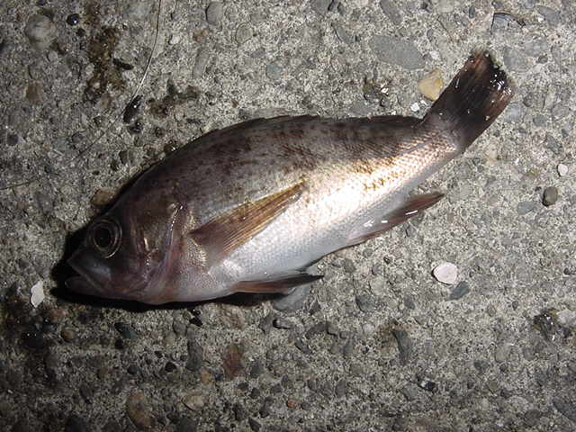 qo